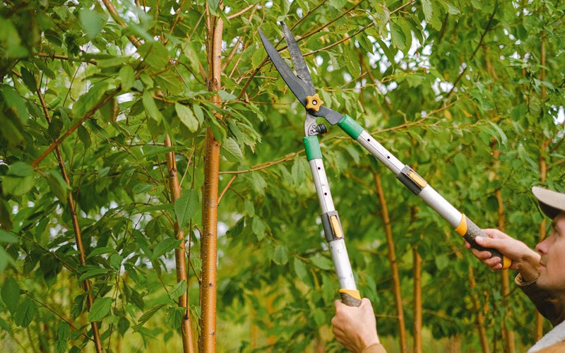 Tree trimming in Saint Francis, WI
